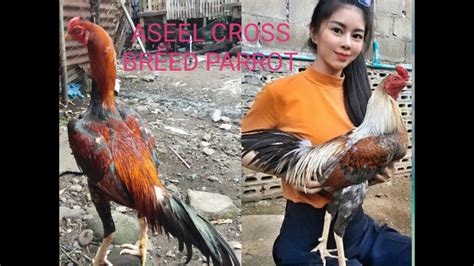 manok panabong breed